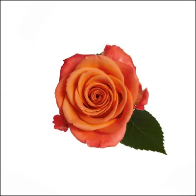 De quelle couleur est cette rose ?