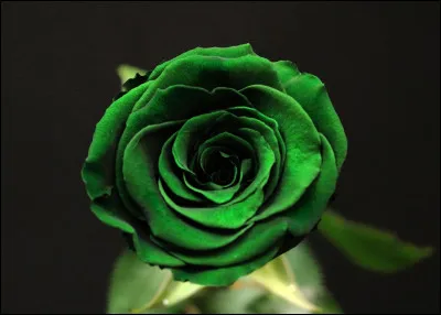 De quelle couleur est cette rose ?