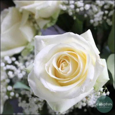 De quelle couleur est cette rose ?