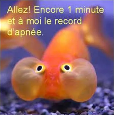 Quel animal peut rester le plus longtemps sans respirer ?