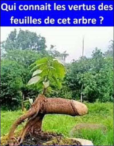 Quel arbre fruitier a pour symbolisme l'abondance, la générosité et la survie ?