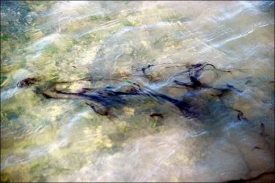 Quel est l'animal marin qui se dfend en projetant de l'encre ?