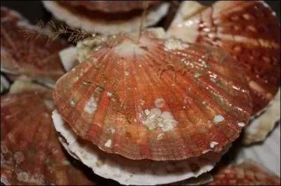 Quel est l'autre nom de la coquille Saint-Jacques ?