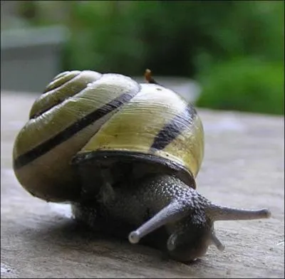 Un escargot est :