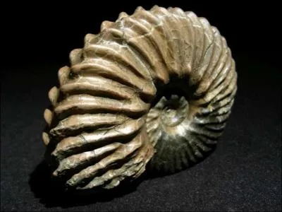 Comment s'appellent les mollusques fossiles  coquille enroule ?
