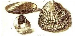 Quel mollusque a pour espces le belon, la marennes et la portugaise ?