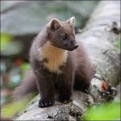 Quelle lettre faut-il remplacer pour obtenir celui qui exerce une autorité ?