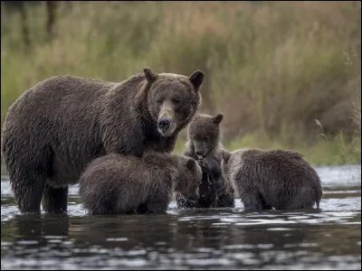 Si tu veux un livre avec des animaux, lequel préfères-tu ?
(Partie 1)