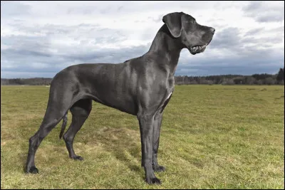 Quelle est cette race ?