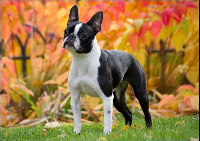 Quelle est cette race ?