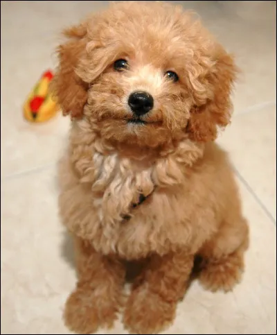 Quelle est cette race ?