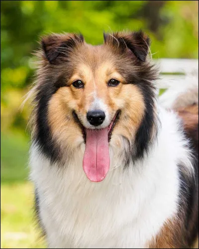 Quelle est cette race ?