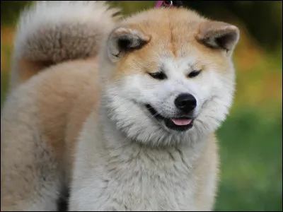 Quelle est cette race ?