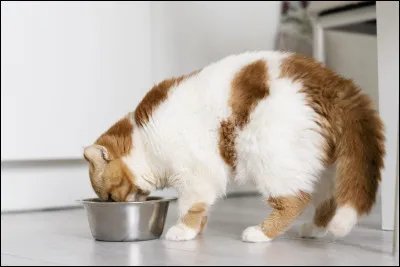 Quel est le régime alimentaire d'un chat ?