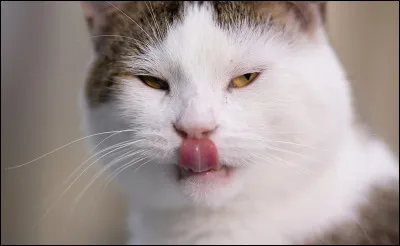 Quel goût les chats ne perçoivent-ils pas ?