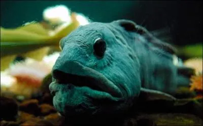 Lequel de ces animaux n'est pas une espce de poisson ?