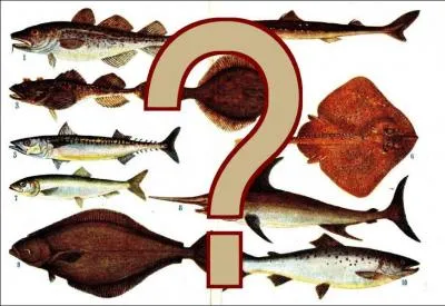 Quelle est la forme du carrelet ?