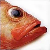 Avec quel organe les poissons respirent-ils ?