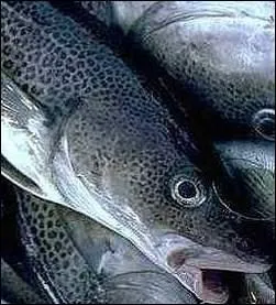 Comment s'appelle la morue frache ?