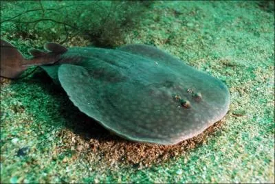 Quel est le poisson qui porte le nom d'une arme ?