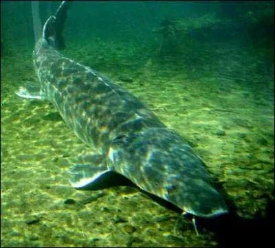 Que fait-on avec des oeufs d'esturgeon ?