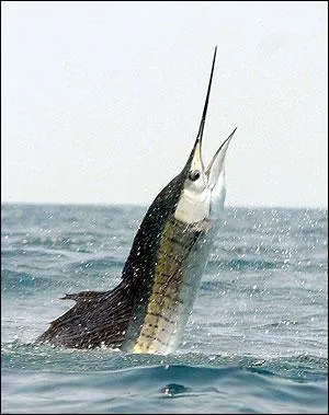 Lequel de ces poissons  la mchoire en forme d'pe ?