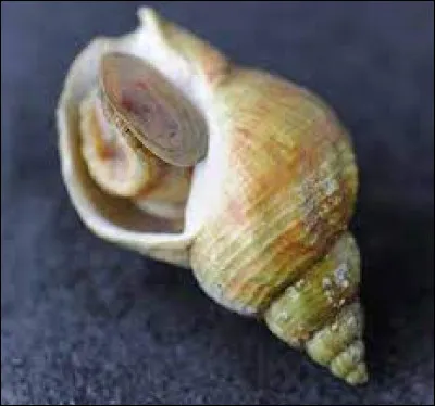 Quelle lettre faut-il ajouter pour obtenir du travail ?