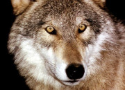 Test Quelle est ton image de loup ?