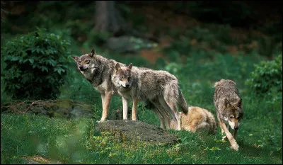 Aimes-tu les loups ?