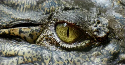 La durée de vie moyenne d'un crocodile d'eau salée est de...