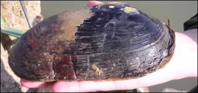 Se porte comme un charme, c'est l'...