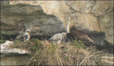 Compagnon de la chanson, c'est l'...