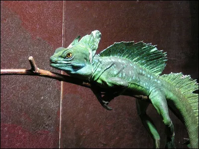 Église presqu'aromatique, c'est la...