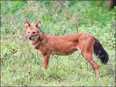 Captation pas nette, c'est le...