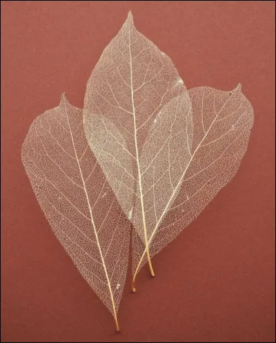 Quelle est la couleur de ces feuilles ?