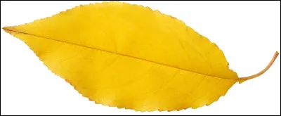 Quelle est la couleur de cette feuille ?