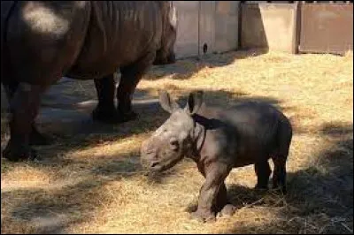 Quel nom donne-t-on au bébé du rhinocéros ?