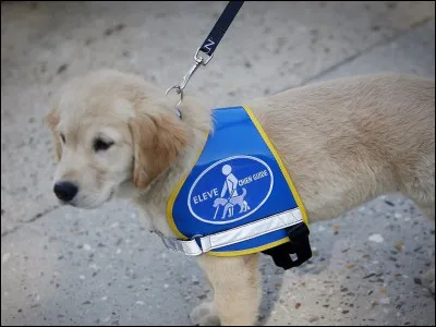 Faut-il déclarer son handicap visuel en France ?
