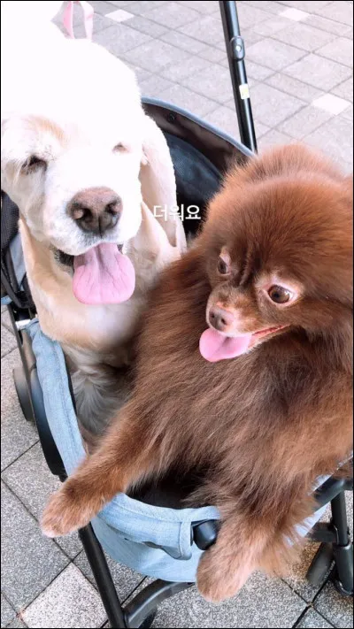 Par quelle lettre commence le prénom de ses chiens ?