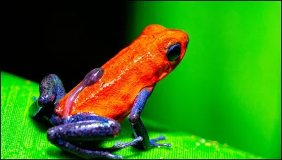 Dans ce cours, la prof vient d'annoncer qu'on étudiera des grenouilles. Je suis en...