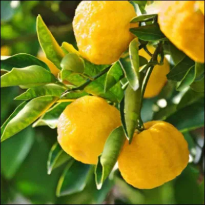 Quel est le nom de ce fruit ?