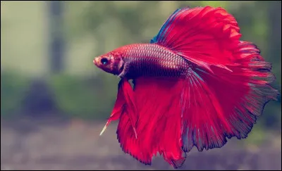 Dans quelle partie du corps de certains poissons ''le labyrinthe'' est-il situé ?