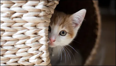 Comment te décris-tu ?