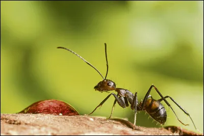 Quel écrivain à beaucoup écrit sur la vie des fourmis ?