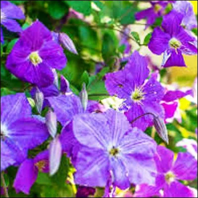 Quelle plante de la famille des renonculacées a été appelée "herbe aux gueux" parce que des mendiants lutilisaient pour se provoquer des irritations ?