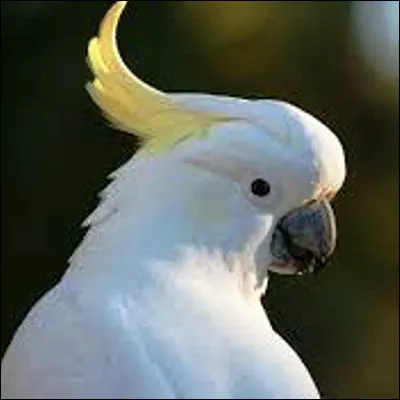 Comment appelle-t-on lensemble de plumes dressées sur la tête de certains oiseaux, comme le cacatoès ?