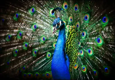 Dans le proverbe, quel saint qui commande un supplément d'été paiera la note en février ?