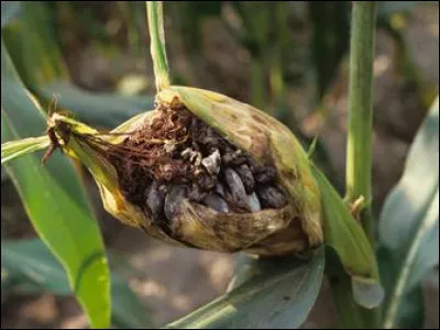 Quel agent est responsable du charbon du maïs (maladie du maïs) ?