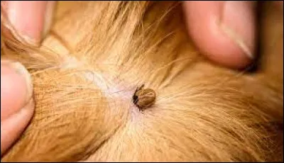 Quelle lettre faut-il remplacer pour obtenir l'arme des sans-culottes de la Révolution ?