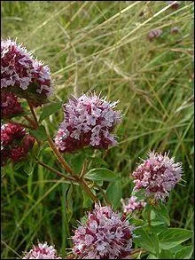 Une croyance voulait que l'origan soit un protecteur mais aussi...